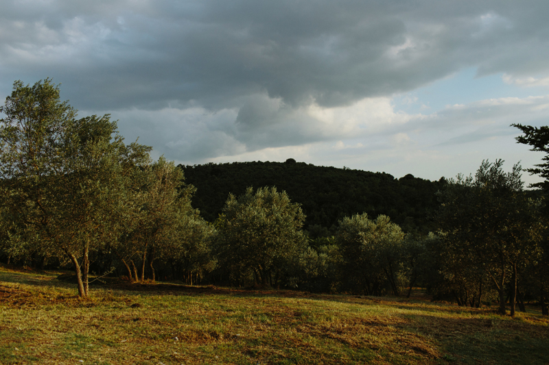 olives landscape in tuscany