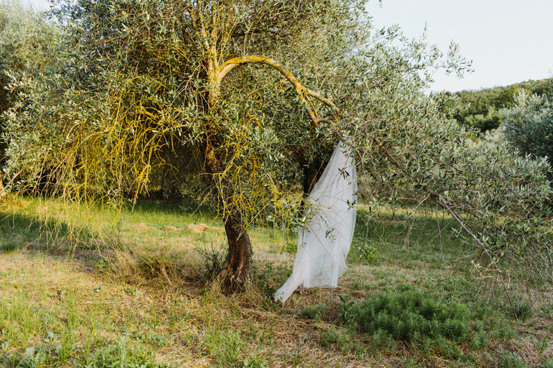 olive tree and wedding dress